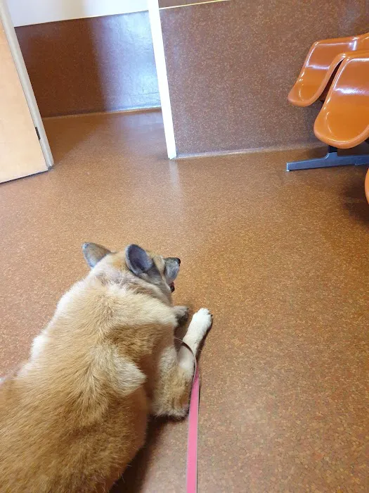 Animal Medical Clinic Picture 6
