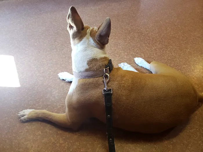 Animal Medical Clinic Picture 5