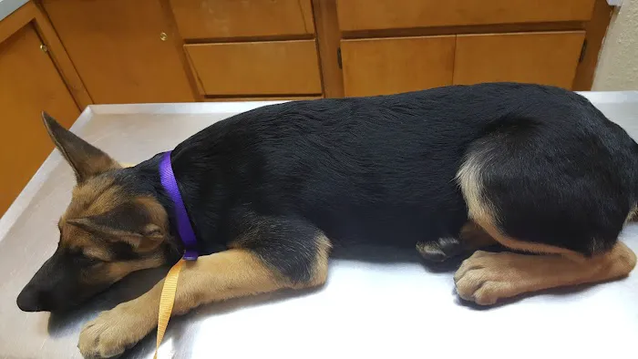 Dog & Cat Veterinary Clinic Picture 3