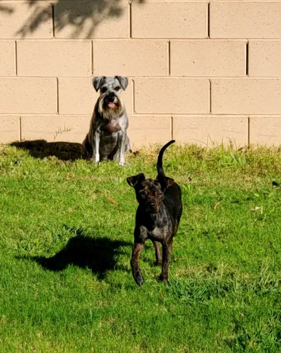 Dog & Cat Veterinary Clinic Picture 2