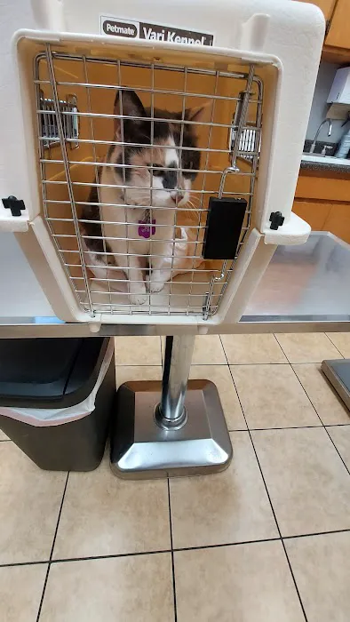 Dog & Cat Veterinary Clinic Picture 7