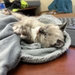 Abby Pet Hospital