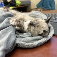 Abby Pet Hospital ico