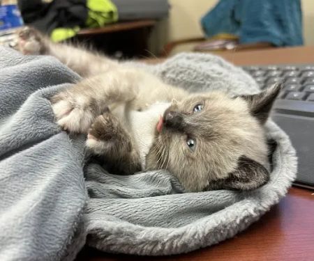 Abby Pet Hospital