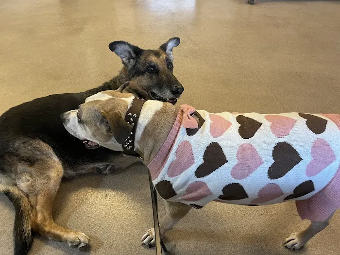 Abby Pet Hospital Picture 2