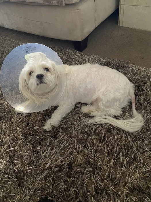 Abby Pet Hospital Picture 4