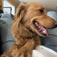 Midtown Animal Hospital ico