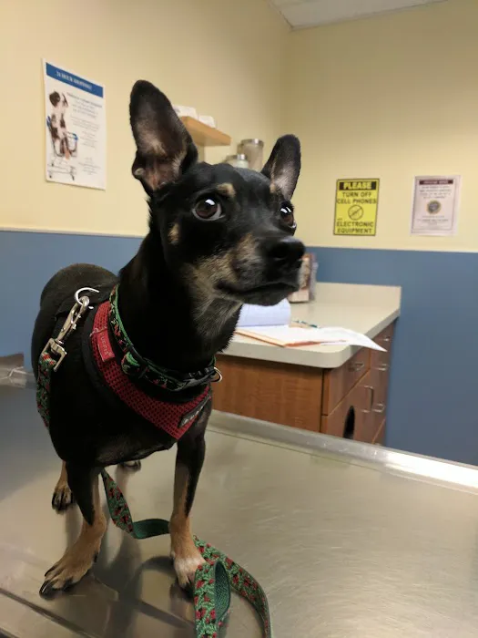 Midtown Animal Hospital Picture 10