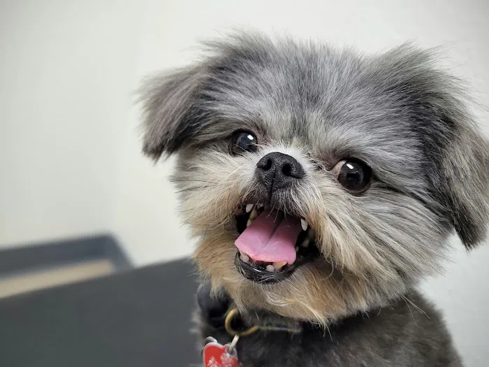 Dermatology Pet Care Picture 4