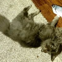 Jefferson Park Veterinary Clinic ico