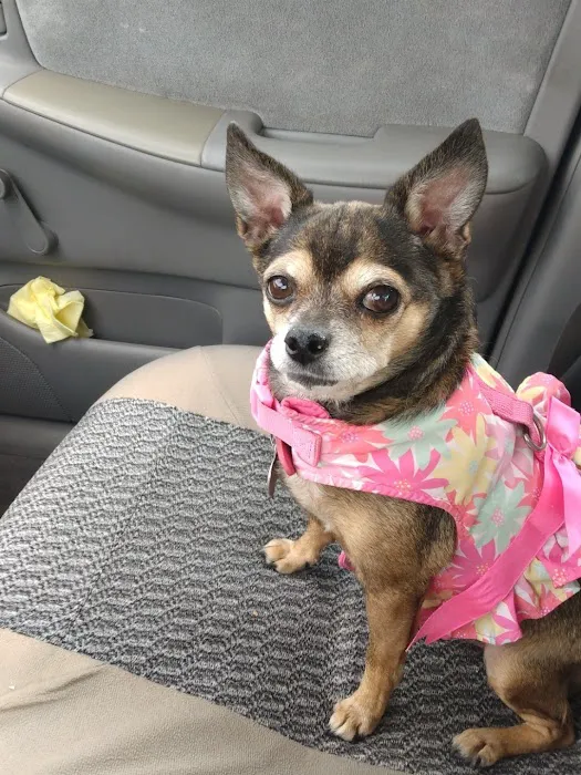 Discovery Animal Hospital Picture 2