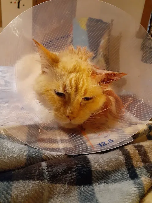 Discovery Animal Hospital Picture 8