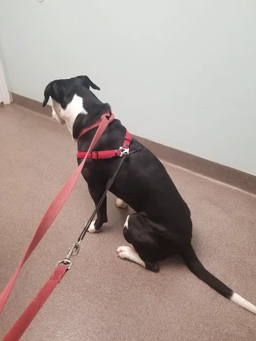 Owl Creek Veterinary Hospital Picture 8