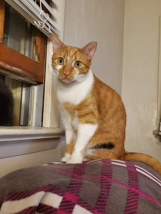 Mobile Pet Doc Picture 1