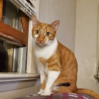 Mobile Pet Doc ico