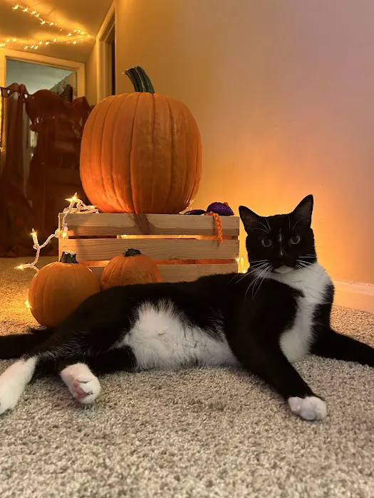 Mobile Pet Doc Picture 6