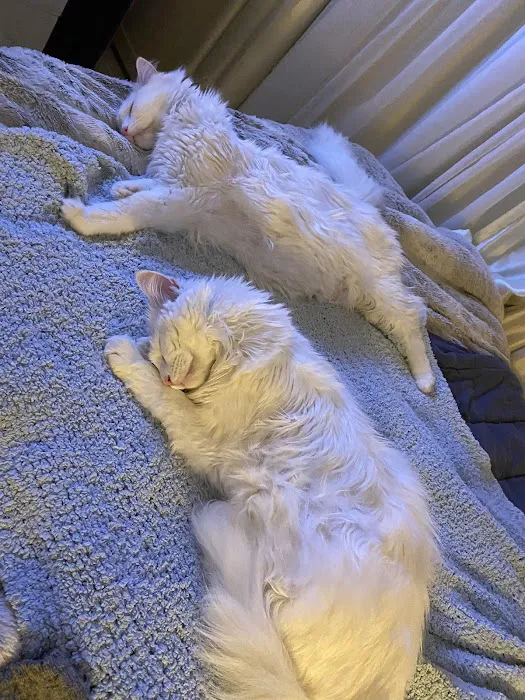 Mobile Pet Doc Picture 8