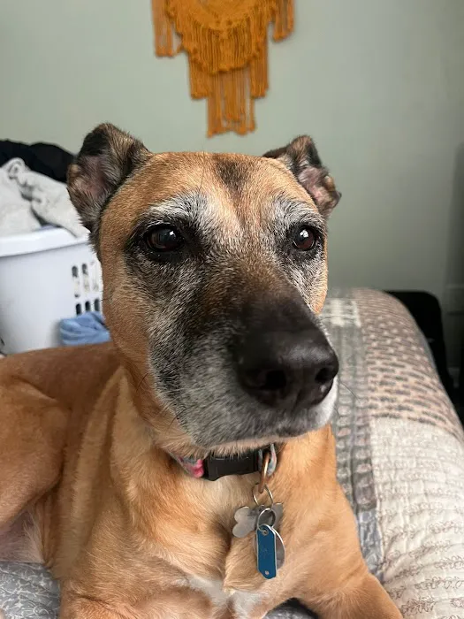 Mobile Pet Doc Picture 10