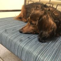 Beach Pet Hospital ico
