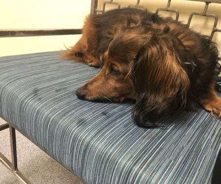 Beach Pet Hospital