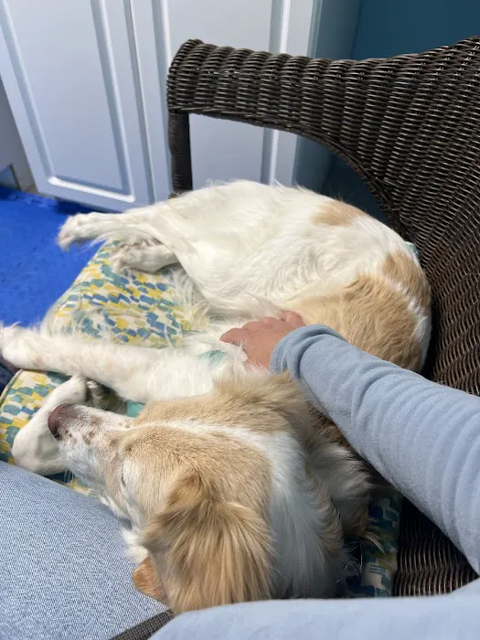 Beach Pet Hospital Picture 5
