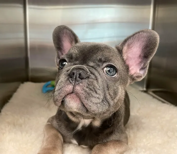 Beach Pet Hospital Picture 2