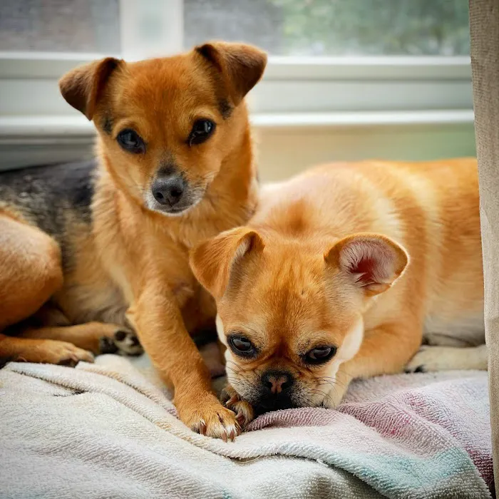 Beach Pet Hospital Picture 7
