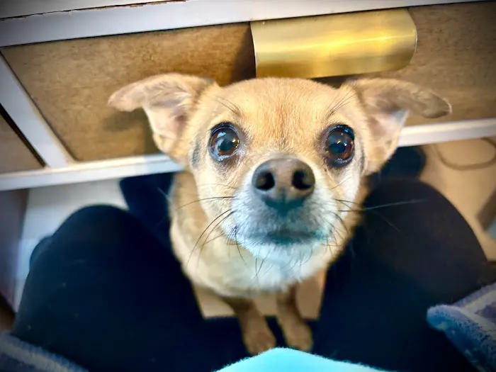 Beach Pet Hospital Picture 10