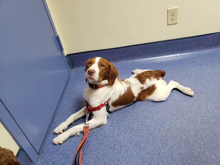 Animal Medical Center Picture 1