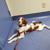 Animal Medical Center ico