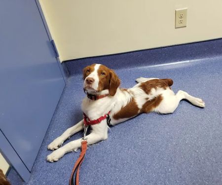 Animal Medical Center