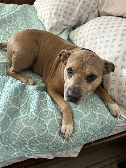 Ally Urgent Veterinary Care Picture 1