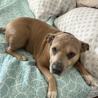 Ally Urgent Veterinary Care ico