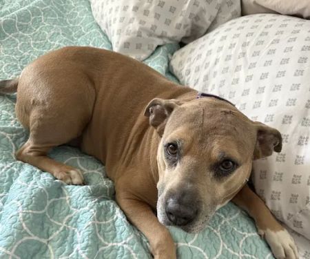 Ally Urgent Veterinary Care