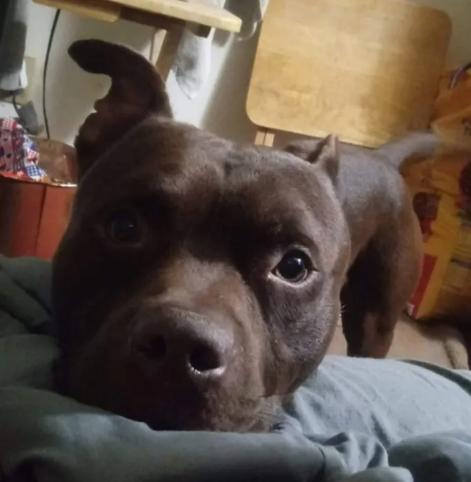 Ally Urgent Veterinary Care Picture 10