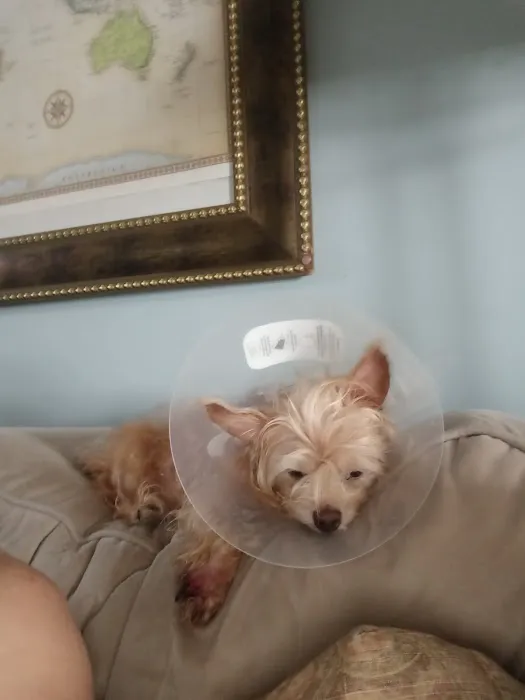 Ally Urgent Veterinary Care Picture 9