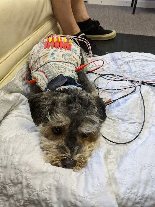 Center For Animal Healing Picture 2