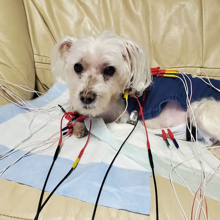 Center For Animal Healing Picture 1