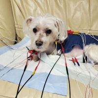 Center For Animal Healing ico