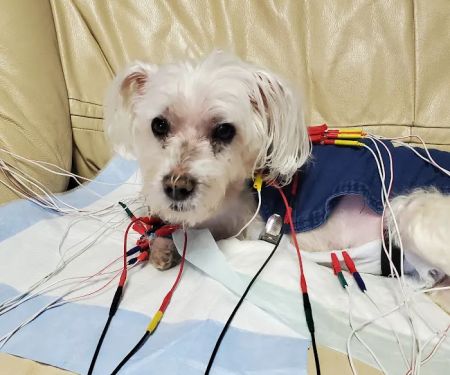 Center For Animal Healing