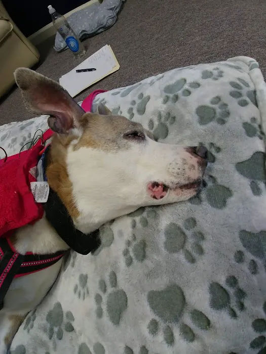 Center For Animal Healing Picture 6