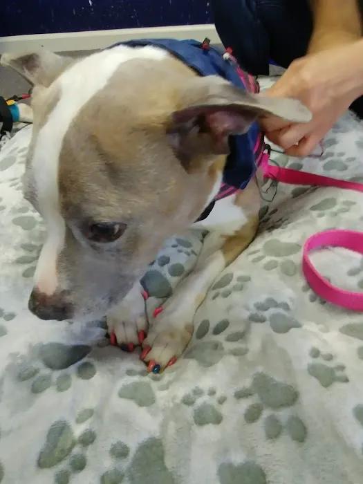 Center For Animal Healing Picture 8