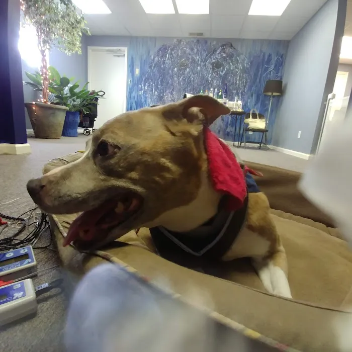 Center For Animal Healing Picture 7