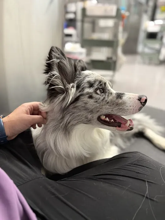 Acredale Animal Hospital Picture 2