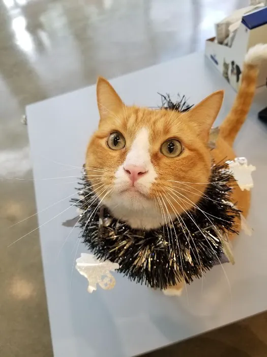 Little Tokyo Pet Clinic Picture 1