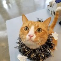 Little Tokyo Pet Clinic ico