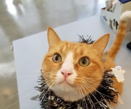 Little Tokyo Pet Clinic