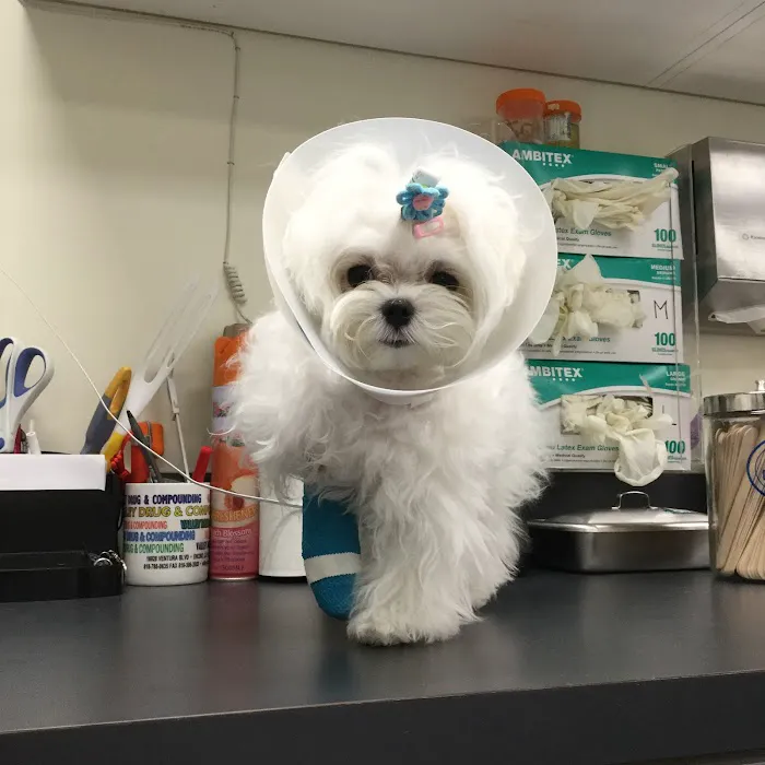 Little Tokyo Pet Clinic Picture 5