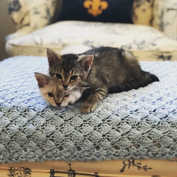 Little Tokyo Pet Clinic Picture 4