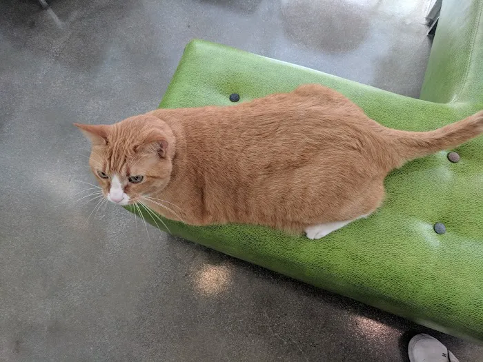 Little Tokyo Pet Clinic Picture 6